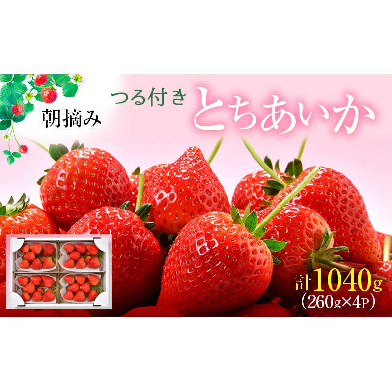 【先行予約】つる付き とちあいか 4パック（2026年2月中旬～2月下旬発送） いちご 果物 フルーツ 苺 イチゴ くだもの 朝取り 新鮮 美味しい 甘い