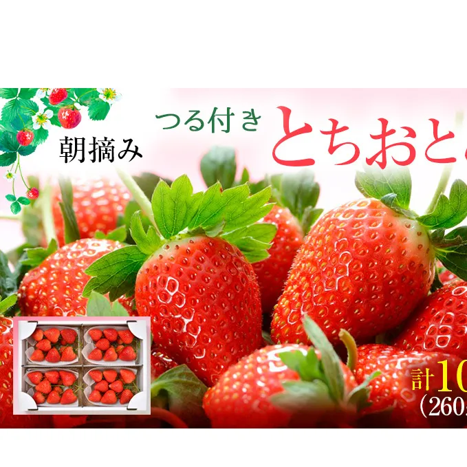 【先行予約】つる付き とちおとめ 4パック（2026年2月上旬～2月中旬発送） いちご 果物 フルーツ 苺 イチゴ くだもの 朝取り 新鮮 美味しい 甘い