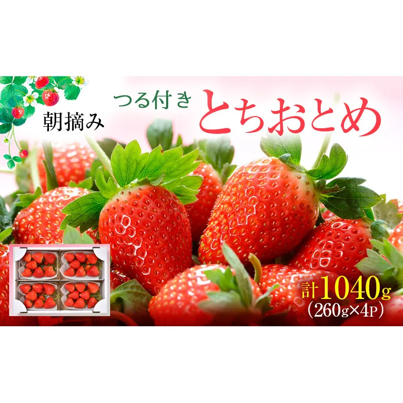 【先行予約】つる付き とちおとめ 4パック（2026年2月中旬～2月下旬発送） いちご 果物 フルーツ 苺 イチゴ くだもの 朝取り 新鮮 美味しい 甘い