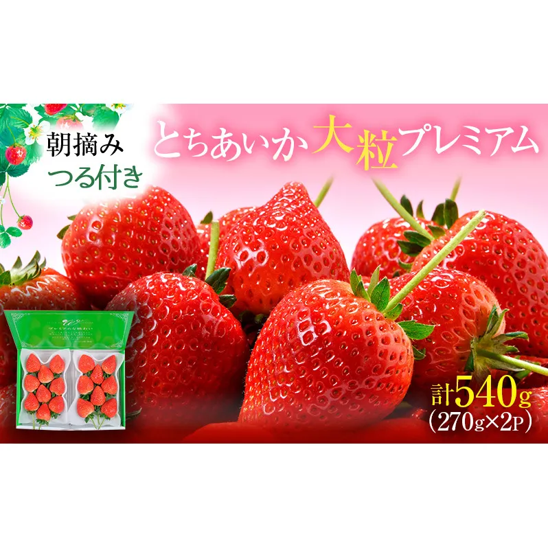 【先行予約】つる付き とちあいか 大粒プレミアム 2パック （2026年2月中～2月下旬発送） いちご 果物 フルーツ 苺 イチゴ くだもの 朝取り 新鮮 美味しい 甘い
