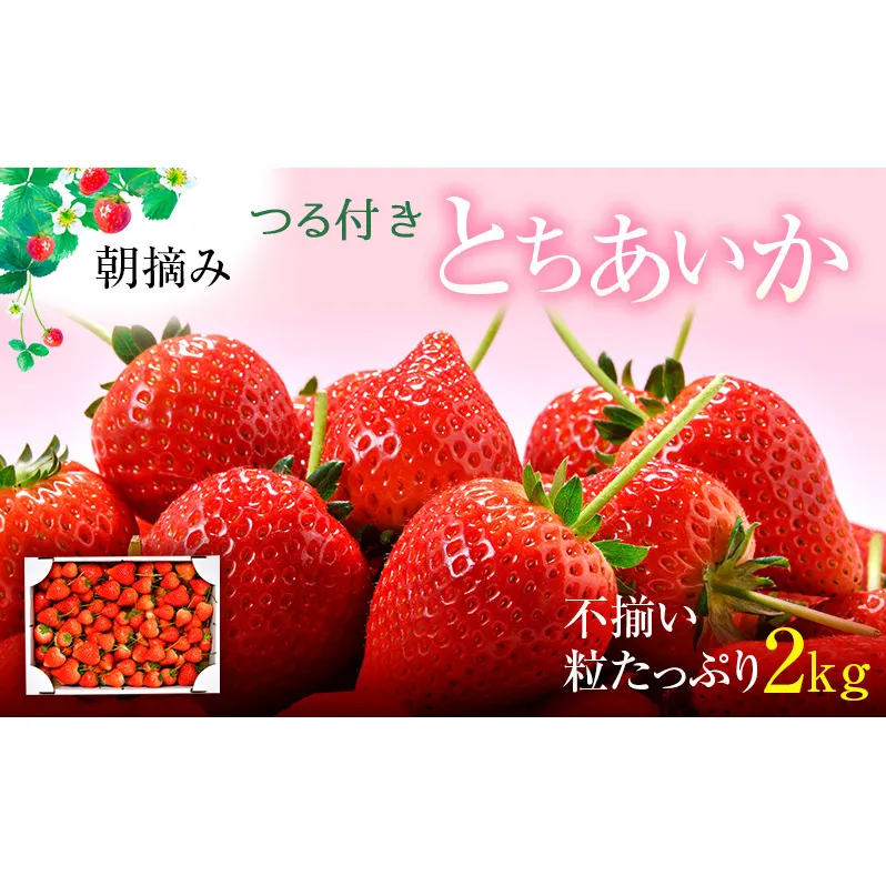【訳あり】いちご とちあいか不揃い粒 2kg ※2027年5月〜発送