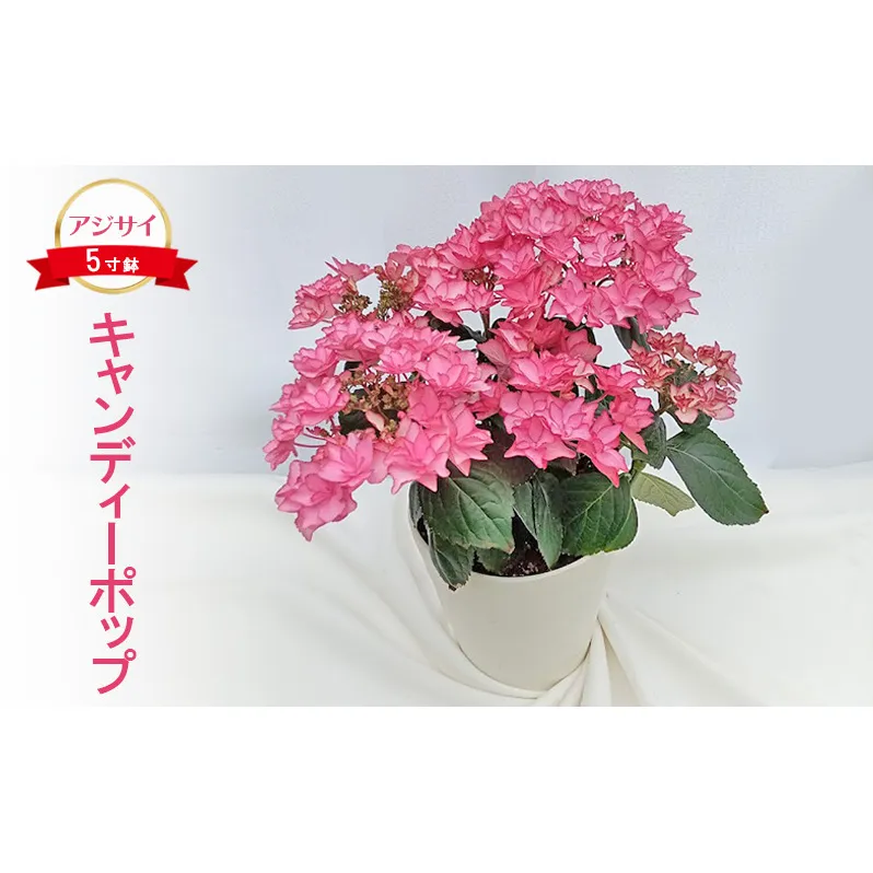 アジサイ キャンディーポップ ｜ 花 紫陽花 5寸鉢 八重咲 ギフト 鹿沼市 栃木県 ※北海道への配送不可 ※2025年4月下旬～5月下旬頃に順次発送予定