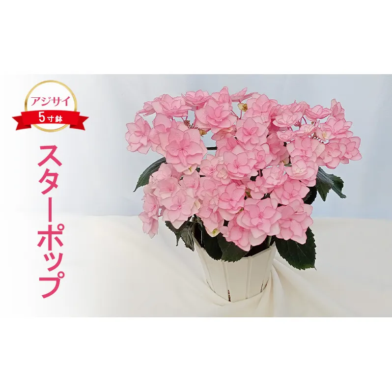 アジサイ スターポップ ｜ 花 あじさい 紫陽花 5寸鉢 八重咲 ギフト 鹿沼市 栃木県 ※北海道への配送不可 ※2025年4月下旬～5月下旬頃に順次発送予定