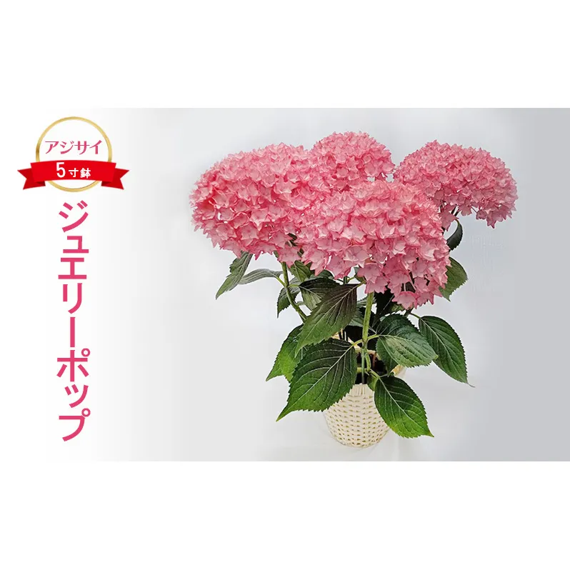 アジサイ ジュエリーポップ ｜ 花 紫陽花 5寸鉢 八重咲 ギフト 鹿沼市 栃木県 ※北海道への配送不可 ※2025年4月下旬～5月下旬頃に順次発送予定