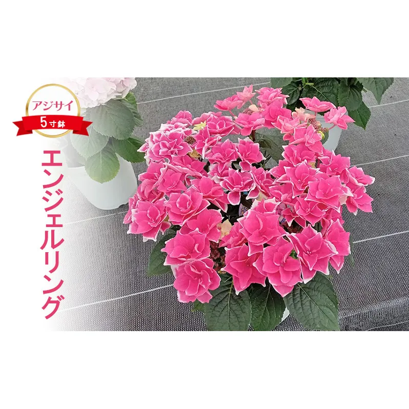 アジサイ エンジェルリング 2025年4月下旬～発送予定 花 あじさい 紫陽花 5寸鉢 ギフト 鹿沼市 栃木県　お届け：2025年4月下旬～5月下旬頃