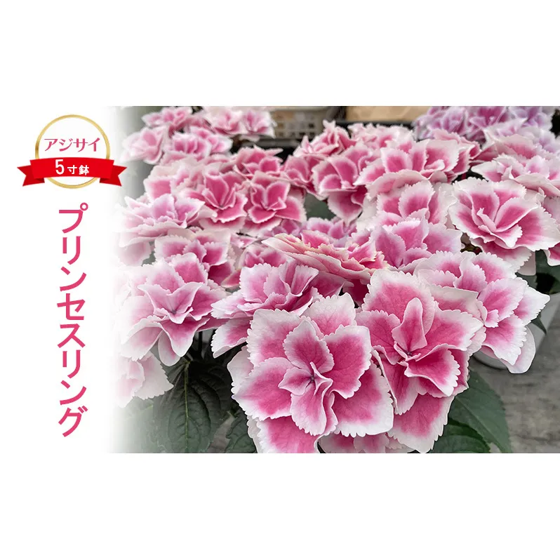 アジサイ プリンセスリング ｜ 花 あじさい 紫陽花 5寸鉢 ギフト 鹿沼市 栃木県 ※北海道への配送不可 ※2025年4月下旬～5月下旬頃に順次発送予定
