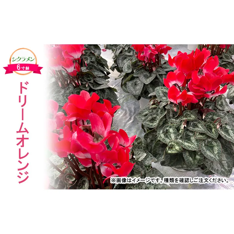 【先行予約】シクラメン ドリームオレンジ 鉢植え 6寸鉢 ｜ 自宅用 贈答用 ギフト 鹿沼市 栃木県 ※2025年11月下旬～12月下旬頃に順次発送予定