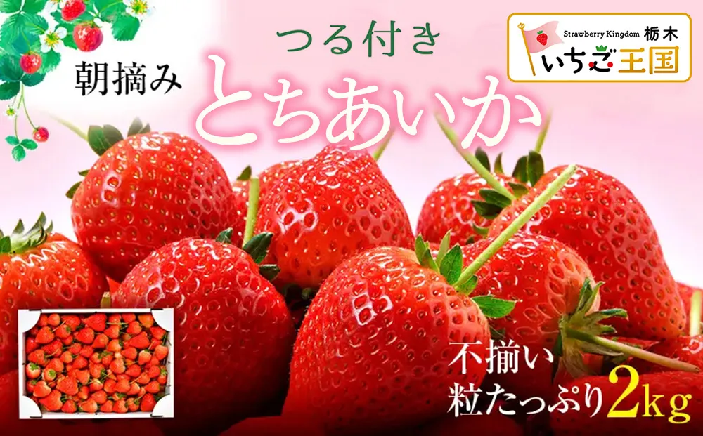 【訳あり】いちご とちあいか不揃い粒 2kg ※2027年5月〜発送
