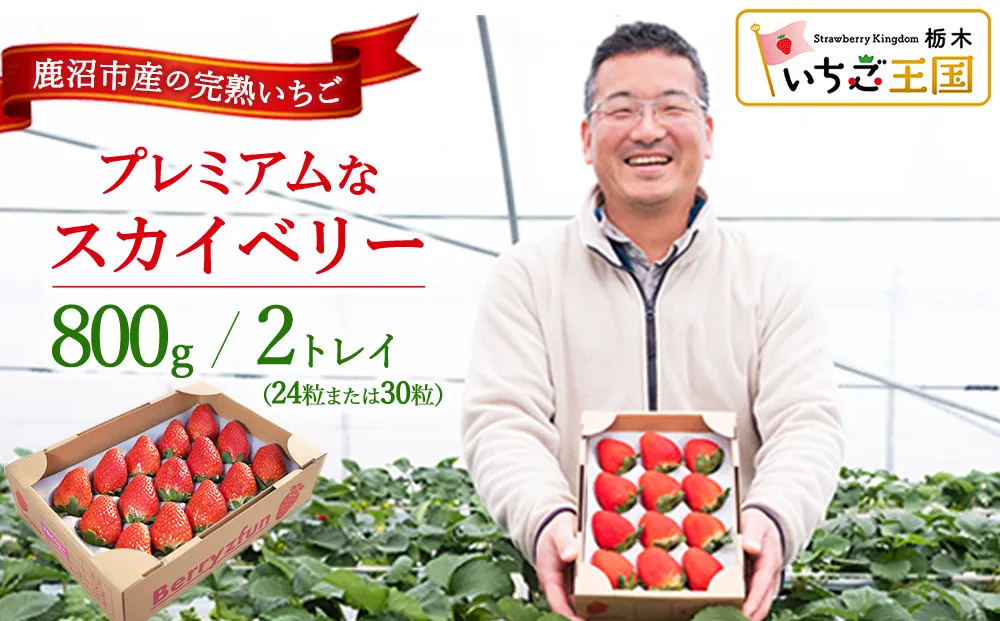 【先行予約/数量限定】プレミアムな完熟スカイベリー（24粒または30粒）2トレイ800g | 栃木県 鹿沼市 産地直送 旬 いちご こだわり 高級品 贈答用 イチゴ 苺 果物 フルーツ 期間限定 ※2026年12月〜発送