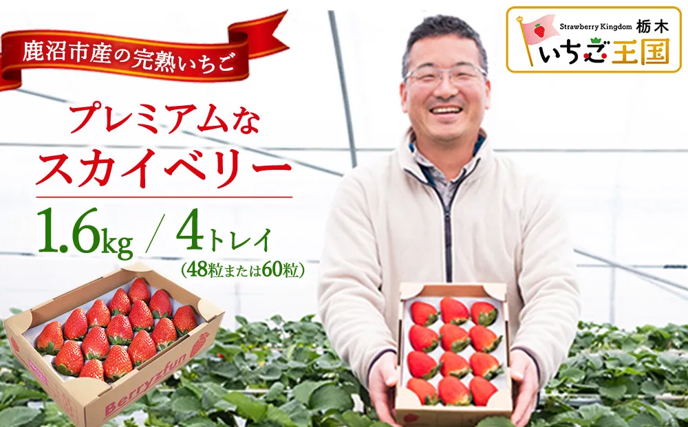 【先行予約/数量限定】プレミアムな完熟スカイベリー(48粒または60粒)4トレイ1600g | 栃木県 鹿沼市 産地直送 旬 いちご こだわり 高級品 贈答用 イチゴ 苺 果物 フルーツ 期間限定 ※2026年12月〜発送