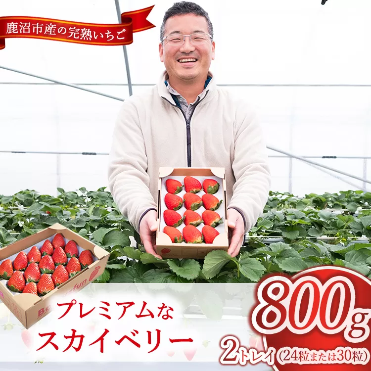【先行予約/数量限定】プレミアムな完熟スカイベリー（24粒または30粒）2トレイ800g｜ 栃木県 鹿沼市 産地直送 旬 いちご こだわり 高級品 贈答用 イチゴ 苺 果物 フルーツ 期間限定　※2025年12月中旬～2026年2月中旬頃に順次発送予定