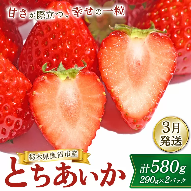 【3月発送】鹿沼市産 とちあいか（290g×2パック） ｜ いちご イチゴ 苺 仲田農園 栃木県 果物 くだもの フルーツ とちあいか 新鮮 贈答 ギフト ※北海道・沖縄・離島への配送不可 ※2026年3月上旬～3月下旬頃に順次発送予定