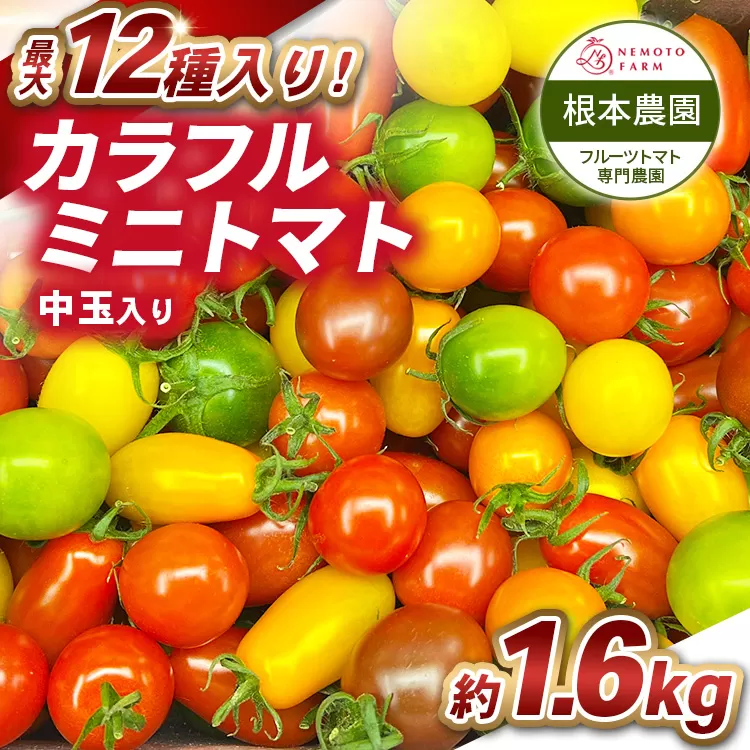 根本農園のカラフルミニトマト 約1.6kg | 野菜 トマト ミニトマト 水切り 濃厚 贈り物 新鮮 ビタミン 美容 健康 ※2026年1月上旬～4月下旬頃に順次発送予定