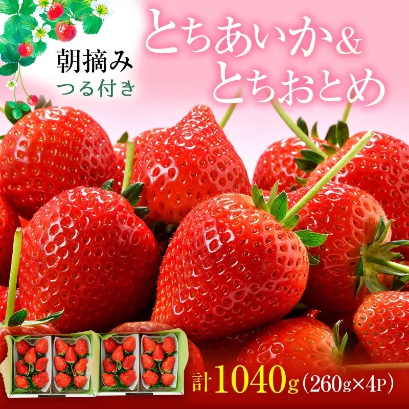 【先行予約】あいか×おとめハーフ＆ハーフ 4パック （2025年12下旬～2026年1月上旬）いちご 果物 フルーツ 苺 イチゴ くだもの とちあいか とちおとめ 朝取り 新鮮 美味しい 甘い