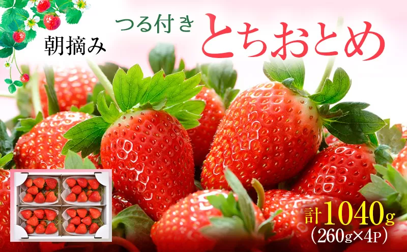 【先行予約】つる付き とちおとめ 4パック（2026年1月中旬～1月下旬発送） いちご 果物 フルーツ 苺 イチゴ くだもの 朝取り 新鮮 美味しい 甘い