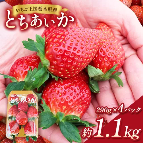 【先行予約】出会いの森いちご園 とちあいか （290g×4パック） | いちご イチゴ 苺 栃木県 果物 くだもの フルーツ とちあいか 新鮮 贈答 ギフト デザート スイーツ ※2026年12月～発送