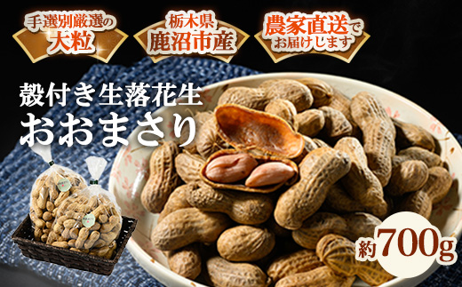 殻付き生落花生 おおまさり 約700g | らっかせい ピーナッツ おつまみ
