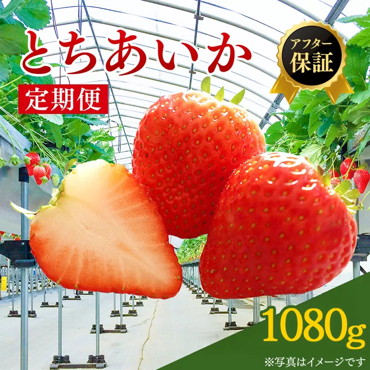 【先行予約】【定期便】いちご市 鹿沼の美味しい「い」「ち」「ご」とちあいか 1箱4パック入り（1パック270g×4） 2ヶ月連続発送 全2回 お届け ｜ イチゴ 果物 甘い ビタミンC かぬま ※沖縄・離島への配送不可 ※2026年1月上旬～2月下旬頃に順次発送予定