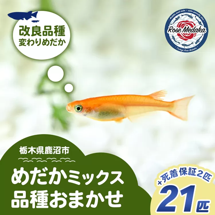 めだかさんミックス 計23匹（21匹＋死着保証2匹）（品種おまかせ） ｜ めだか メダカ 改良 飼育 生体 観賞魚 魚 ペット おまかせ ミックス ※2026年4月上旬～10月下旬頃に順次発送予定 ※北海道・沖縄・離島への配送不可