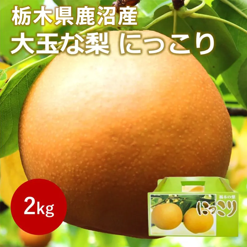 【2026年栃木県鹿沼産】大玉な梨(にっこり) 約2kg ナシ 果物 フルーツ ※2026年10月〜発送