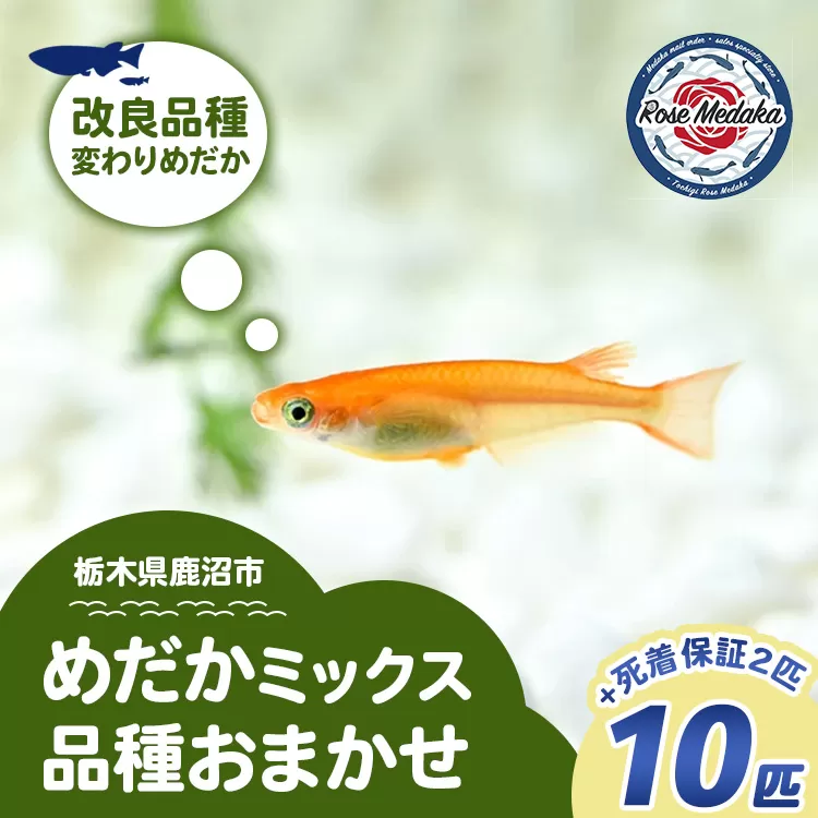 めだかさんミックス 計12匹（10匹＋死着保証2匹）（品種おまかせ） ｜ めだか メダカ 改良 飼育 生体 観賞魚 魚 ペット おまかせ ミックス ※2026年4月上旬～10月下旬頃に順次発送予定 ※北海道・沖縄・離島への配送不可