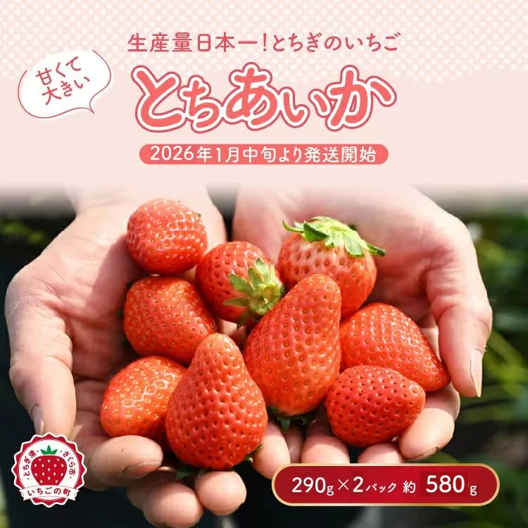 【先行予約】いちご 厳選！さくら市産 とちあいか（290g×2パック） ※2026年1月中旬～3月下旬頃に順次発送予定