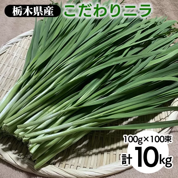 栃木県産こだわりニラ100g×100束 ｜ さくら市 にら 韮 野菜 国産