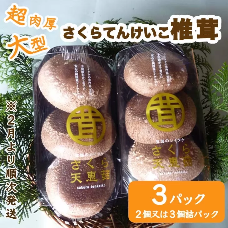 超肉厚大型しいたけ”さくらてんけいこ”３パックセット シイタケ キノコ きのこ  野菜