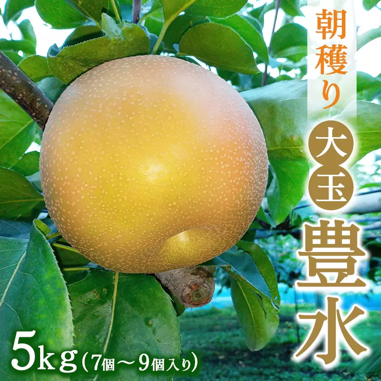 朝穫り 大玉【豊水】5kg 7個〜9個入り【9月15日受付終了】 梨 なし フルーツ 果物 数量限定 ※2025年9月上旬～9月下旬頃に順次発送予定 ※離島・沖縄への配送不可