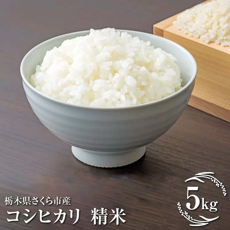 令和7年度　栃木県さくら市産コシヒカリ 精米5kg｜米　白米　コメ　こめ　こしひかり　菜っ葉館※2025年10月中旬頃から順次発送予定