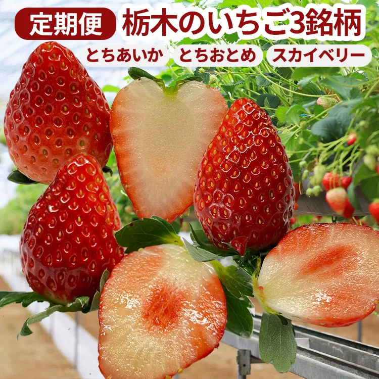 【定期便】栃木のいちご3銘柄（とちあいか　とちおとめ　スカイベリー）定期便　400g×1パック　※2026年1月上旬頃から1ヶ月毎1種類ずつ順次発送予定