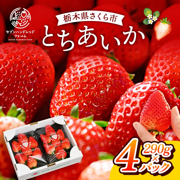 〈数量限定〉【先行予約】さくら市産イチゴ（とちあいか）290g×4パック【先行予約 栃木県 果物 くだもの フルーツ 苺 いちご】 ※2024年12月下旬～2025年3月下旬頃に順次発送予定