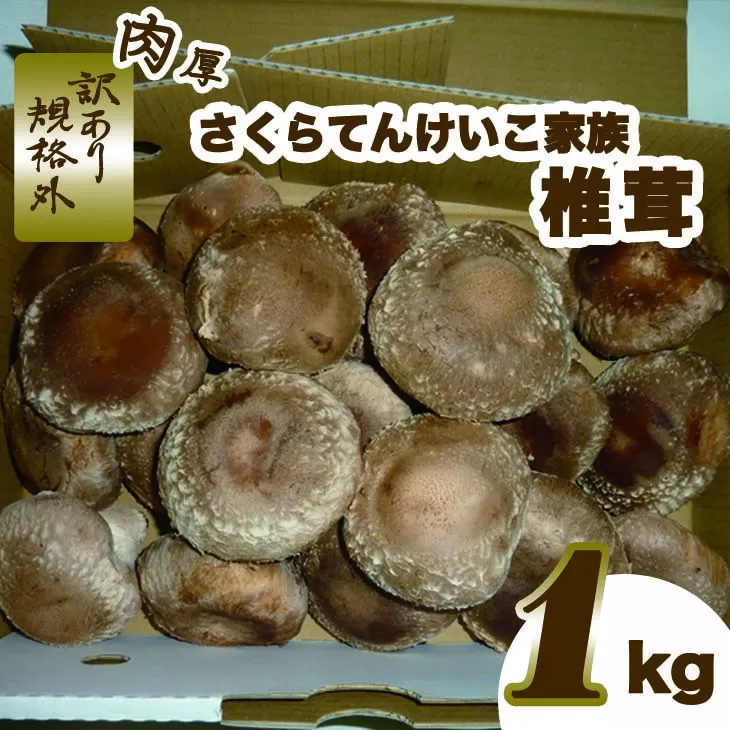 肉厚しいたけ“さくらてんけいこ家族(規格外)”1kg　シイタケ きのこ キノコ 野菜 送料無料