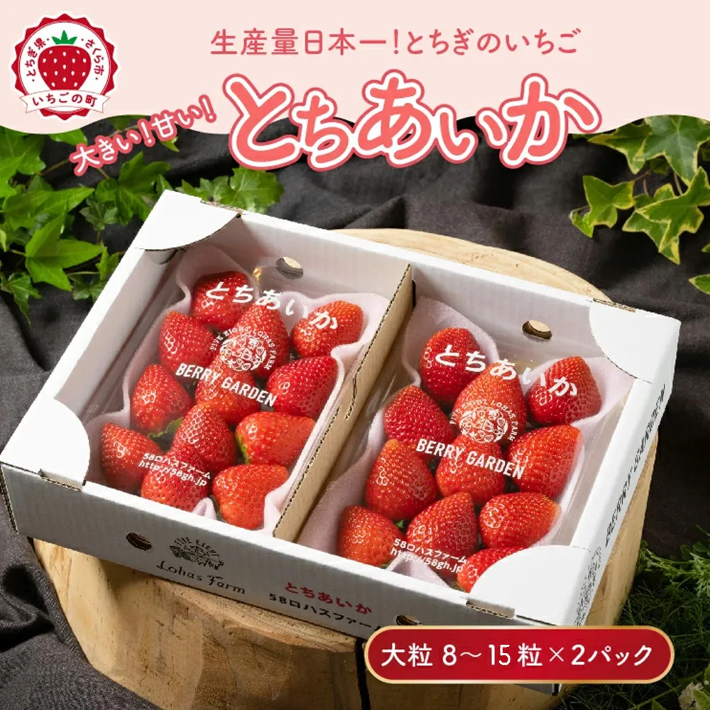 いちご 甘さ際立つ新品種 『とちあいか』 大粒 8～15粒×2パック 先行予約 58ロハスファーム【58ロハスクラブ】 ※2027年1月～発送