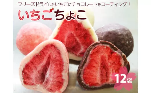 いちご ちょこ １２袋 ｜ 苺 イチゴ チョコ スイーツ ギフト 送料無料　※着日指定不可