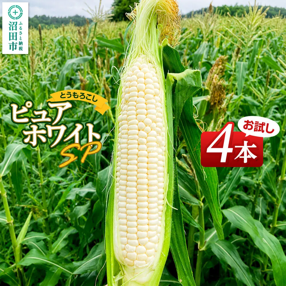 《7月下旬〜9月上旬発送》とうもろこし ピュアホワイトSP お試しセット（4本）山口いちご園 群馬県沼田市