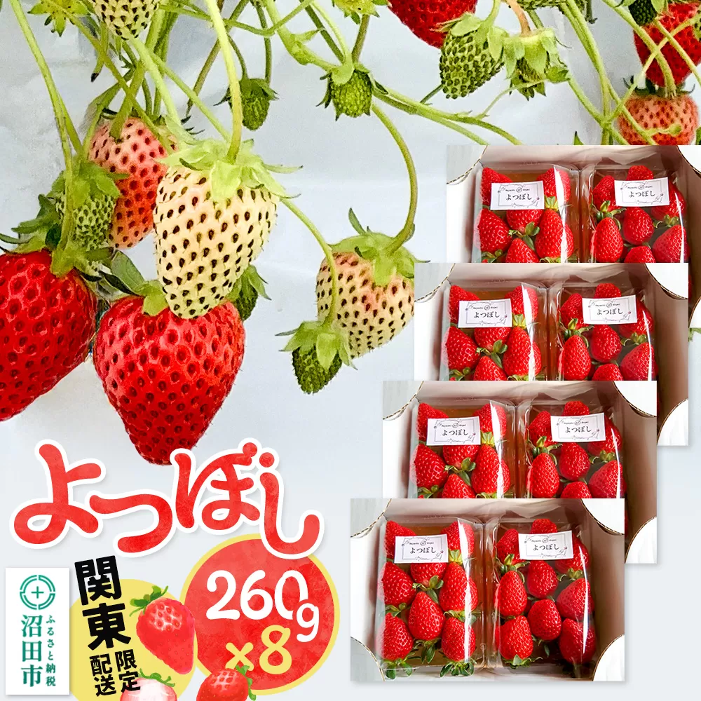 《2026年1月上旬〜3月下旬発送》関東限定配送 イチゴ よつぼし 約260gパック×8 群馬県沼田市