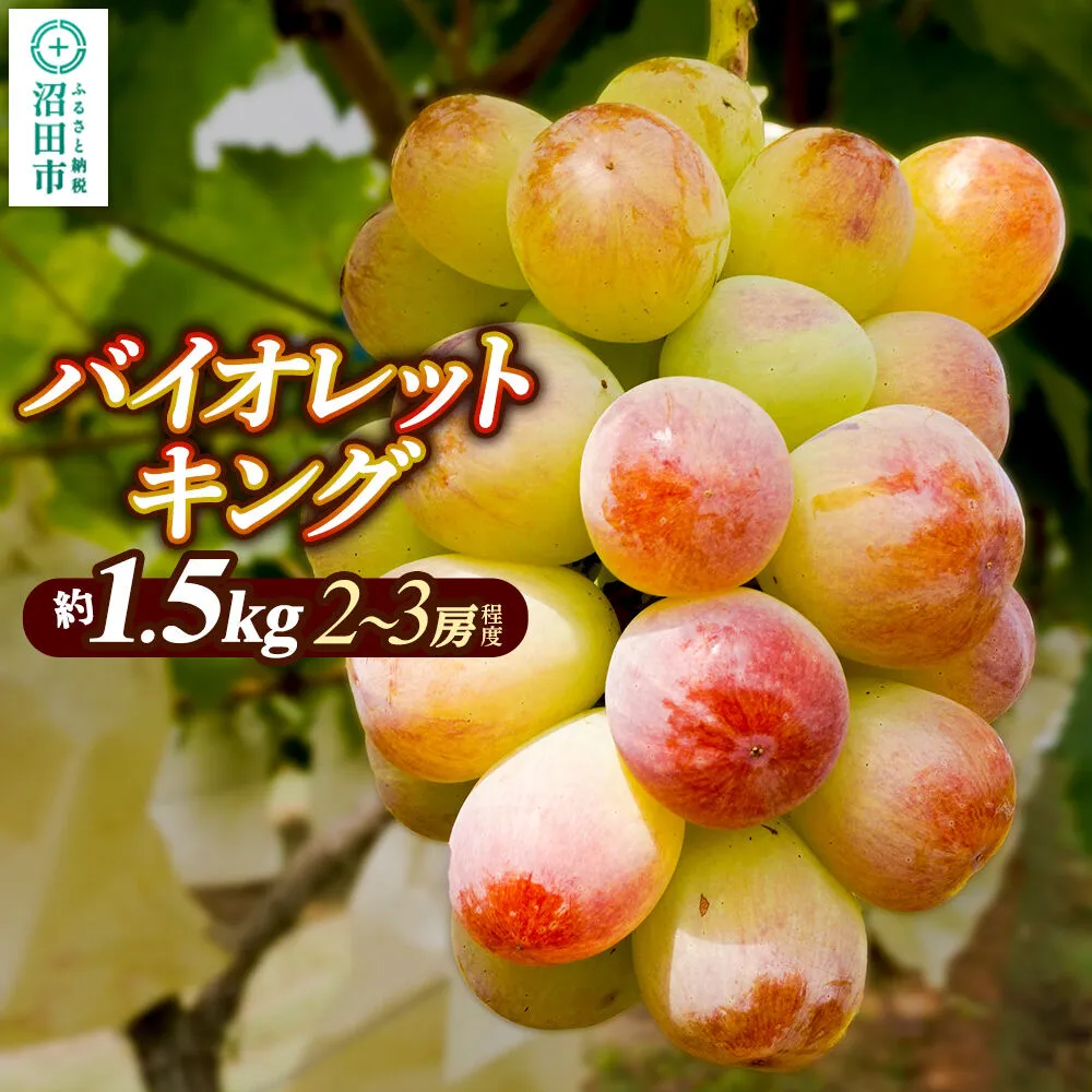 ぶどう バイオレットキング 約1.5kg(2〜3房程度) ぶどう農園 ラ・テール 沼田市産 [ぶどう 種無し 大粒 甘い 糖度 19%以上 フルーツ 果物 美味 おいしい 葡萄 群馬県 沼田市 ぶどう農園 ラ・テール] 群馬県沼田市