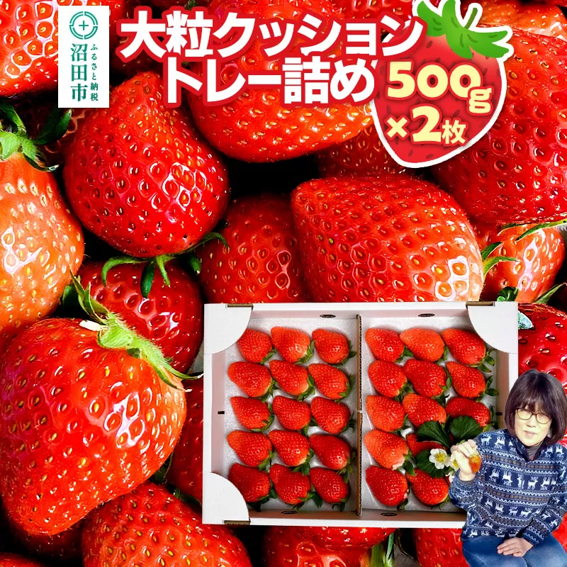 《2026年1月上旬〜2月上旬発送》大粒クッショントレー詰め「やよいひめ」500g×2枚 山口いちご園 苺 イチゴ いちご 群馬県沼田市