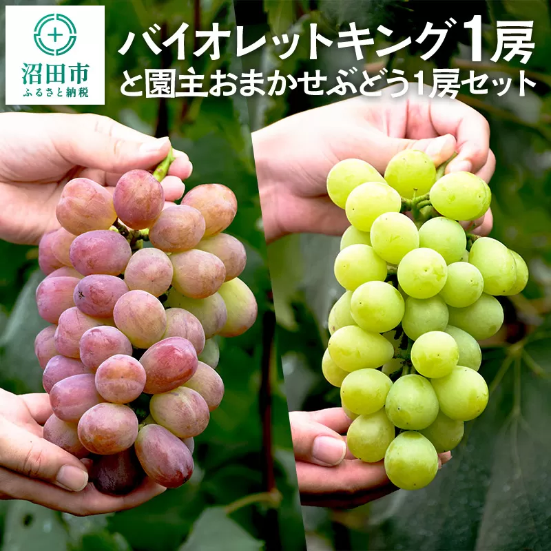 《9月上旬〜10月下旬発送》バイオレットキング1房と園主おまかせぶどう1房セット ゆたかぶどう園