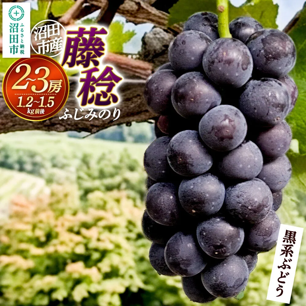 沼田市産 ぶどう 藤稔 2〜3房(約1.2kg〜1.5kg)まるいぶどう園 [葡萄 ぶどう ブドウ] 群馬県沼田市