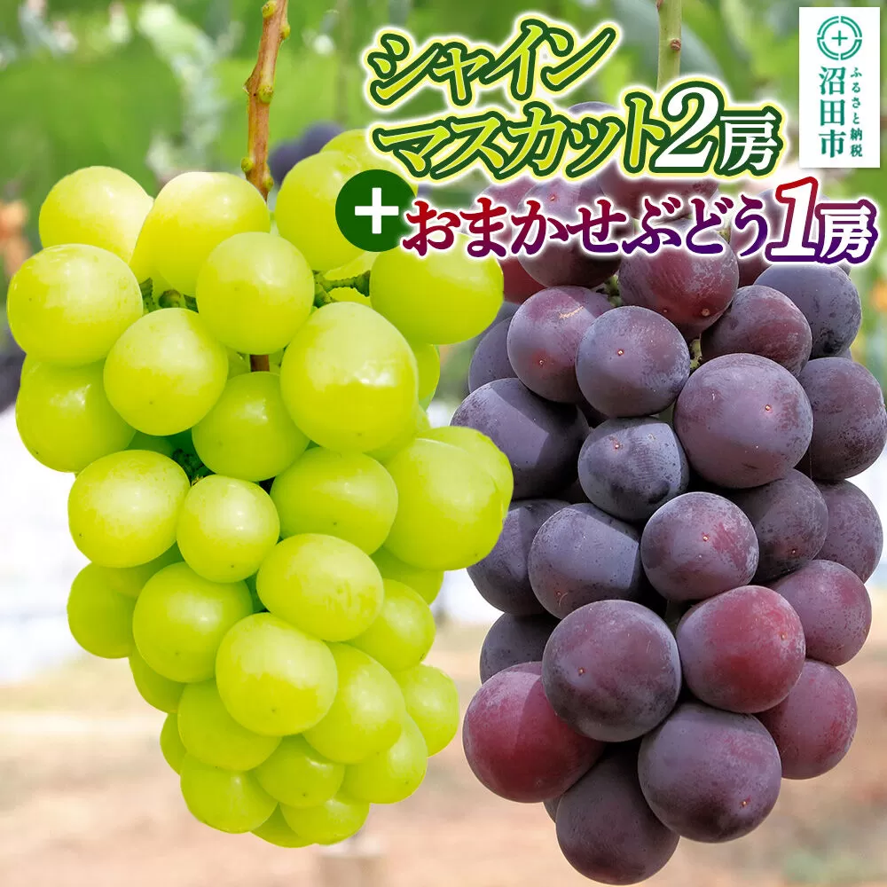 【9月中旬から10月末に発送】 シャインマスカット 2房 と おまかせぶどう 1房 セット （計約1.3kg〜2kg） 詰め合わせ 永井農園 [葡萄 ぶどう ブドウ シャインマスカット 巨峰 ピオーネ 黄玉 おししい 家庭用 贈答用] 群馬県沼田市