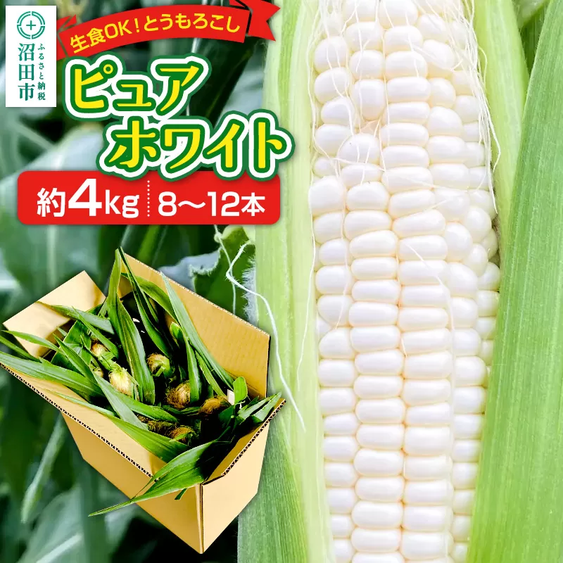《7月下旬〜9月中旬発送》とうもろこし ピュアホワイト 約4kg（8〜12本）