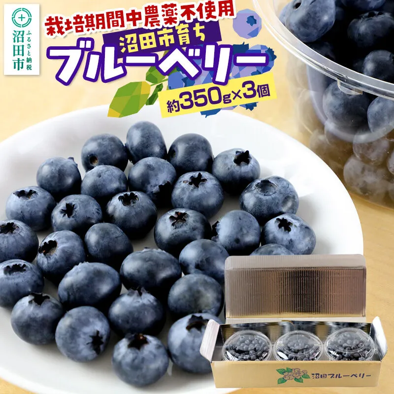 《7月中旬〜8月中旬発送》栽培期間中農薬不使用 ブルーベリー 約350g×3個 ベリーガーデン 群馬県沼田市