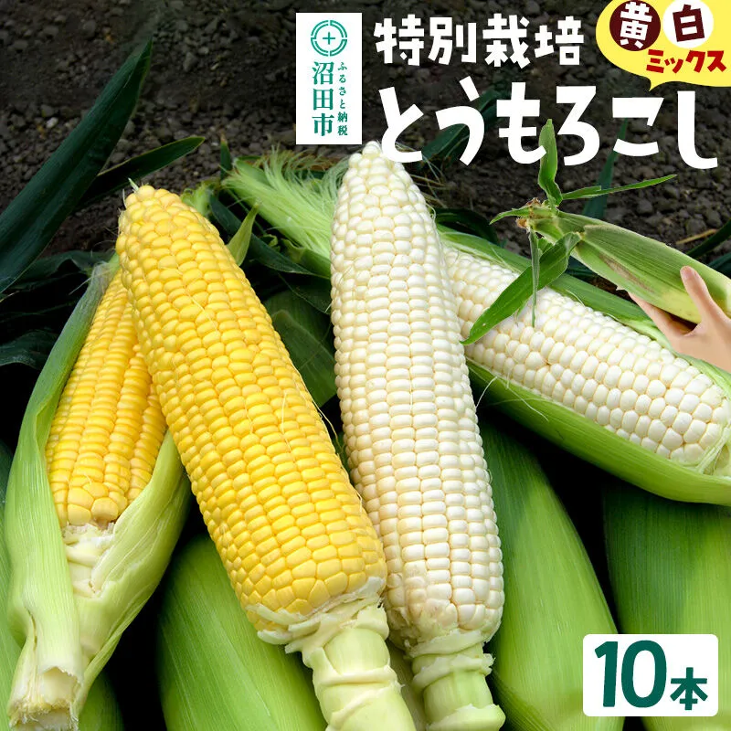 沼田市産 特別栽培のとうもろこし 10本 黄色・白色ミックス [黄色い 白い とうもろこし トウモロコシ ごーるどらっしゅ ゴールドラッシュ ホイップ ほいっぷ ロイシー ろいしー スイートコーン イエローコーン ホワイトコーン] 群馬県沼田市
