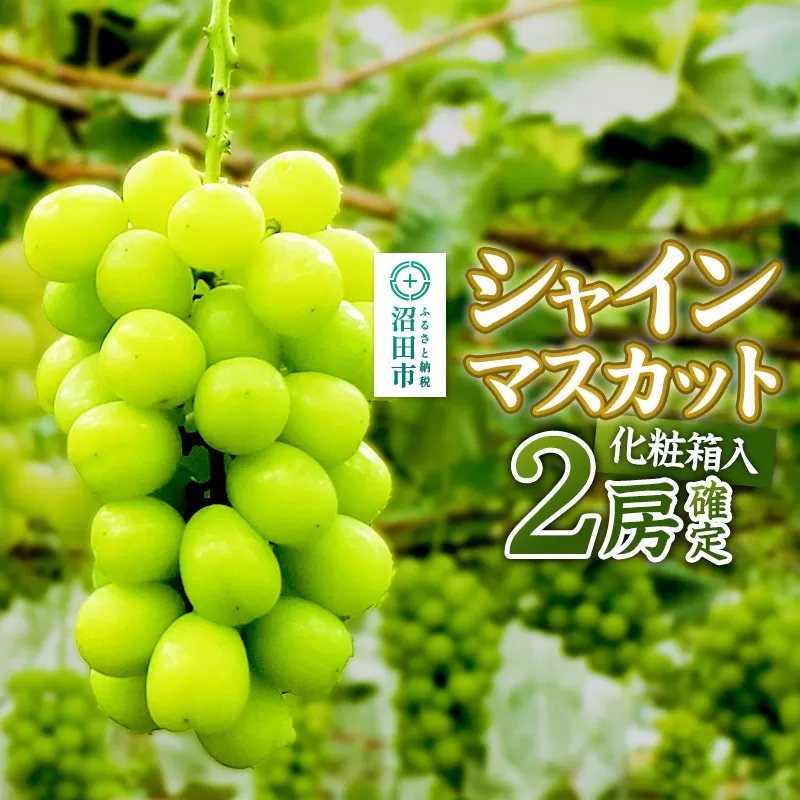 《9月中旬以降発送》先行予約 果実の里 原田農園 シャインマスカット 2房（約1.4kg〜1.6kg）化粧箱入り
