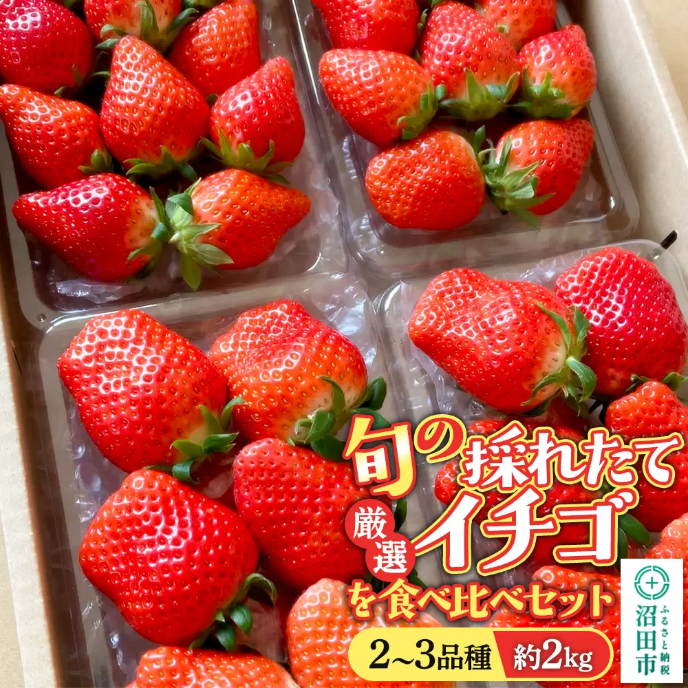 《2026年1月上旬〜2月上旬発送》旬の採れたて厳選イチゴを食べ比べ！《2〜3品種》約2kg 詰め合わせセット（サイズ・品種おまかせ） 群馬県沼田市