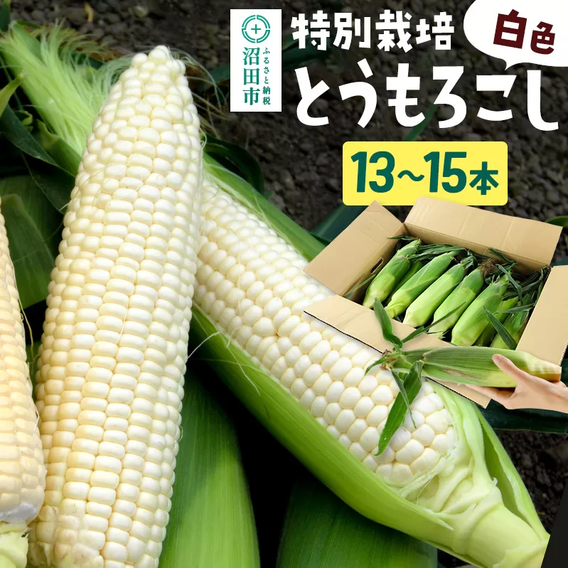 《7月下旬〜9月中旬発送》沼田市産 特別栽培のとうもろこし 13〜15本 白色 ホイップコーンまたはロイシーコーン