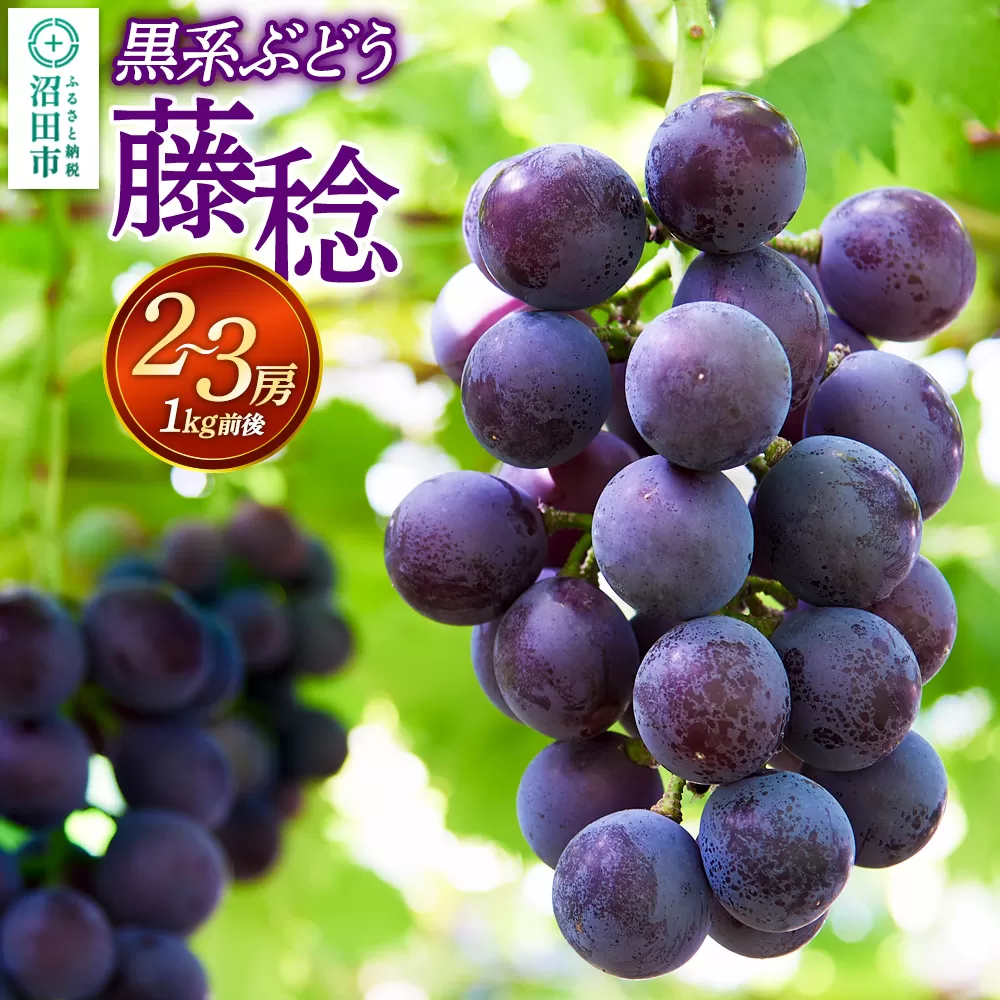 沼田市産 ぶどう 藤稔 2〜3房（1kg前後） 沼田市