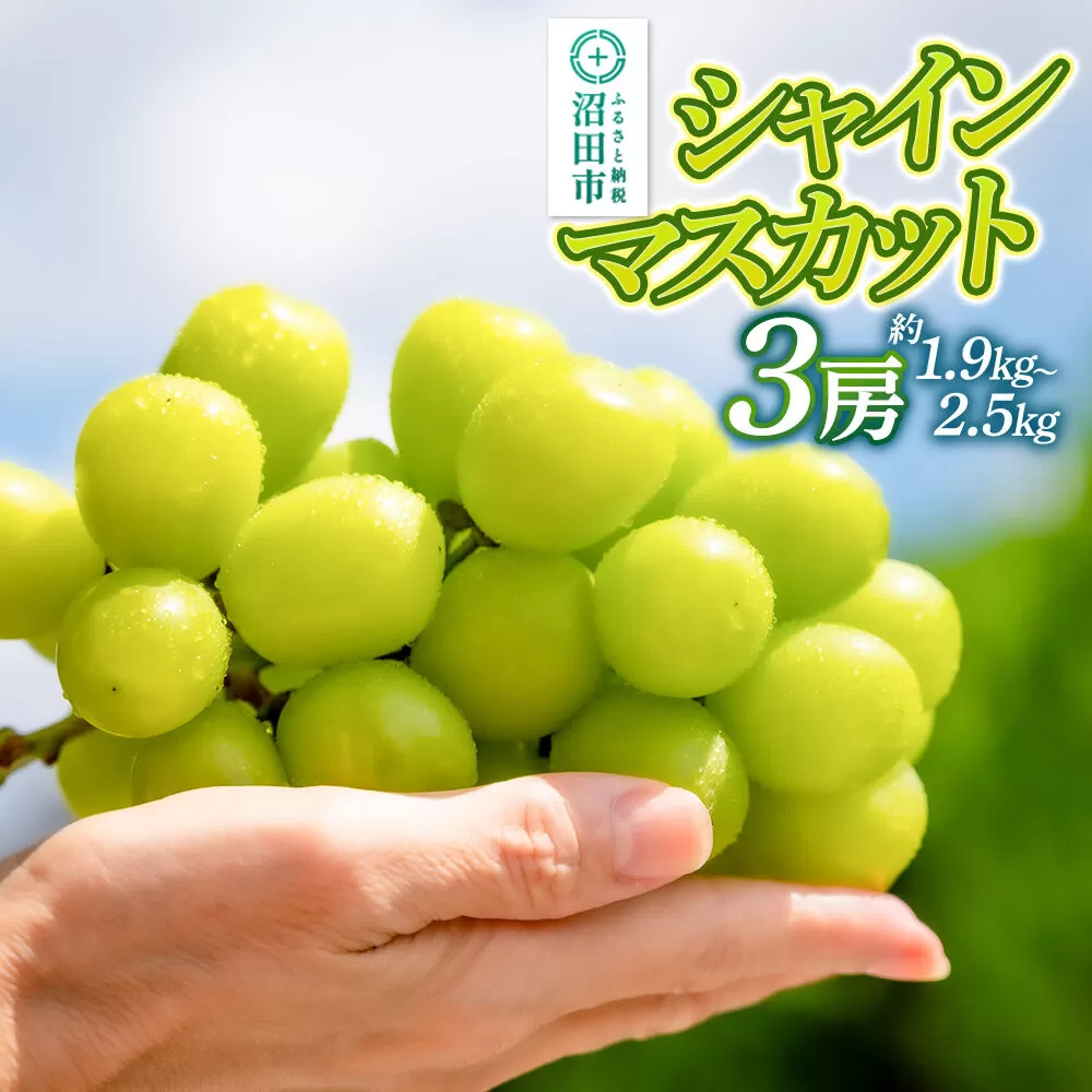 【9月中旬から10月末に発送】 シャインマスカット 3房（計約1.9kg〜2.5kg） 糖度18度以上 種なし 皮ごと食べられる 濃厚な甘さ 家庭用 贈答用 永井農園 [葡萄 ぶどう ブドウ シャインマスカット 種なし 甘い 家庭用 贈答用 糖度18度以上] 群馬県沼田市